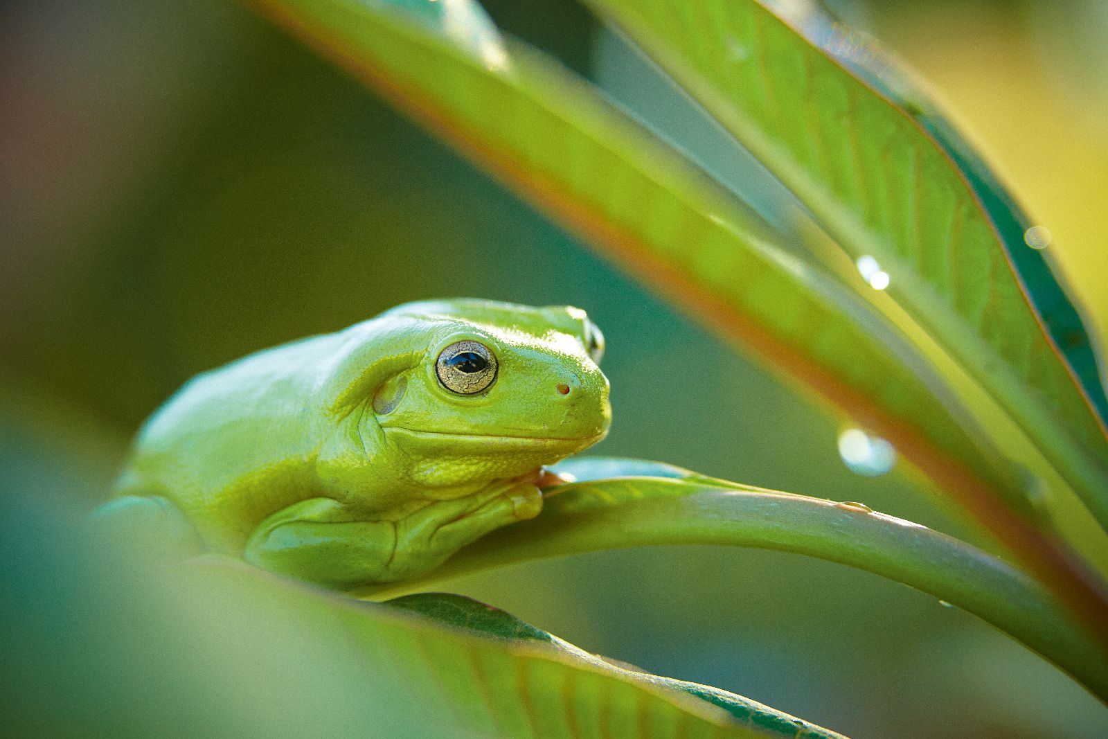 Frog seen on nature walk from Bullo River Station Northern Territory Australia