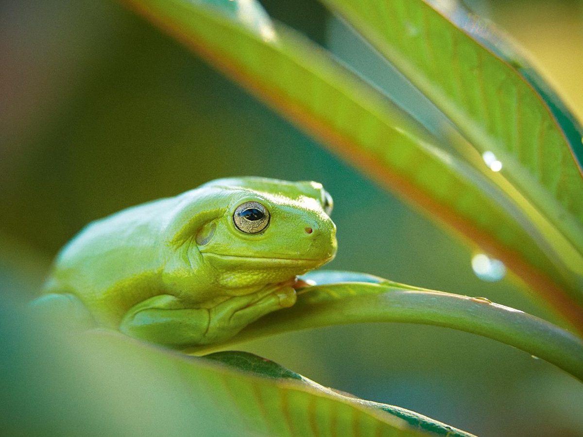 Frog seen on nature walk from Bullo River Station Northern Territory Australia