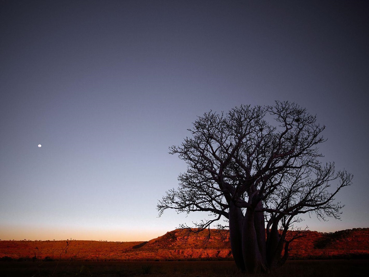 Outback night sky at the Bullo River Station in Australia