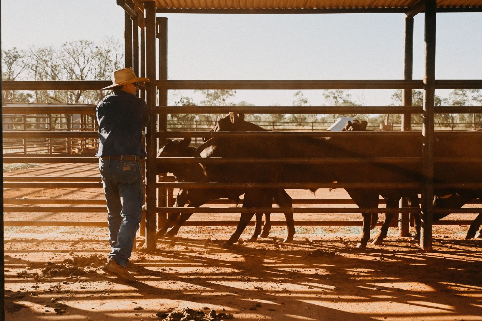 Working on the cattle ranch at the Bullo River Station in Australia
