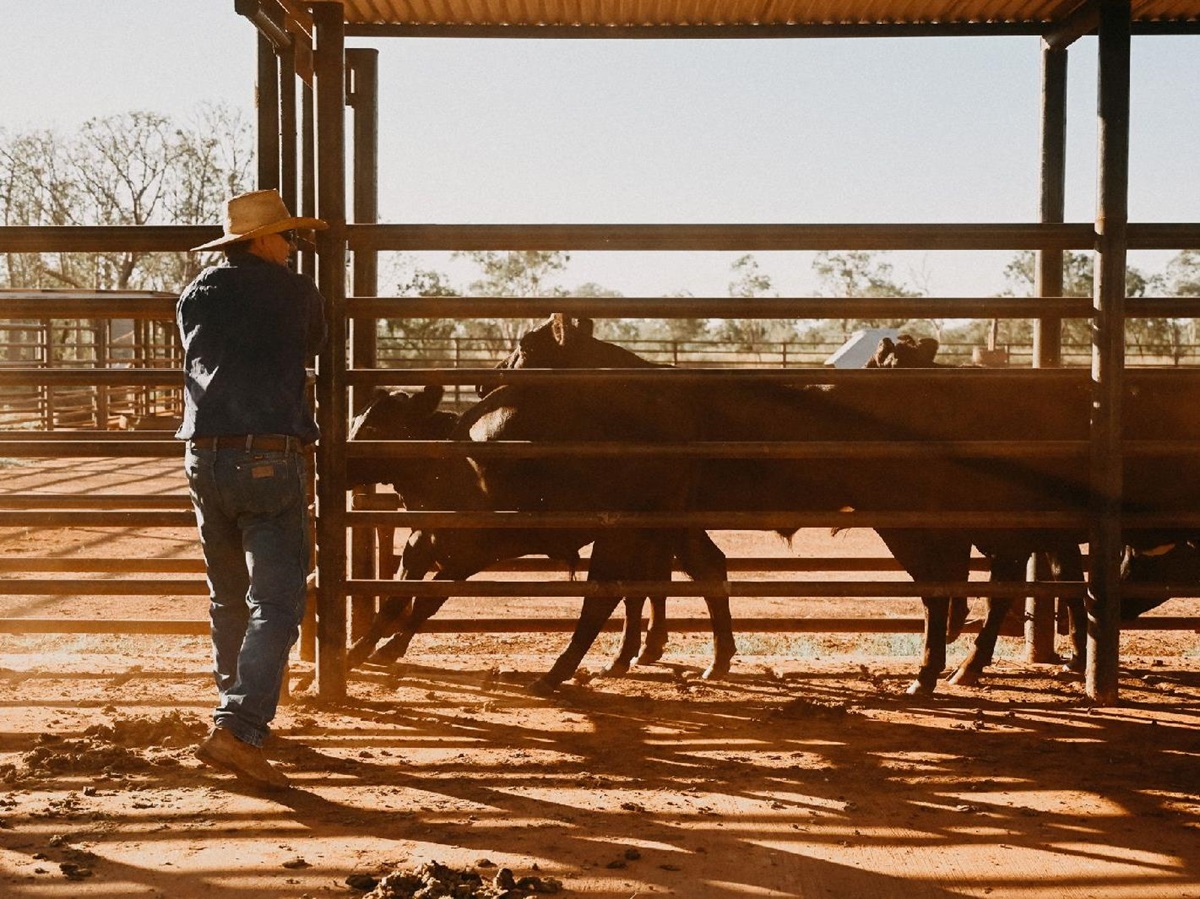 Working on the cattle ranch at the Bullo River Station in Australia