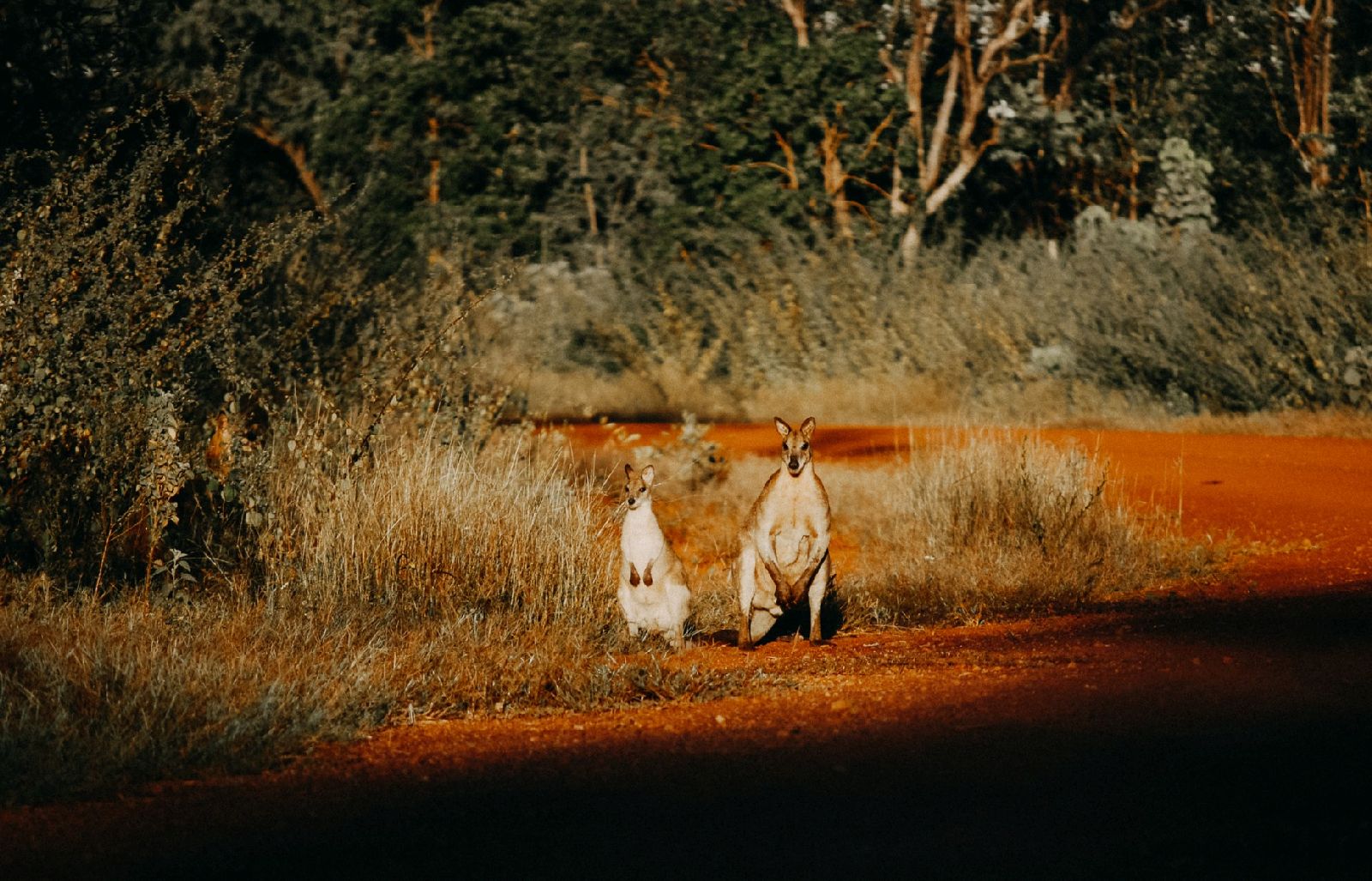 Wallabies near the Bullo River Station Northern Territory Australia