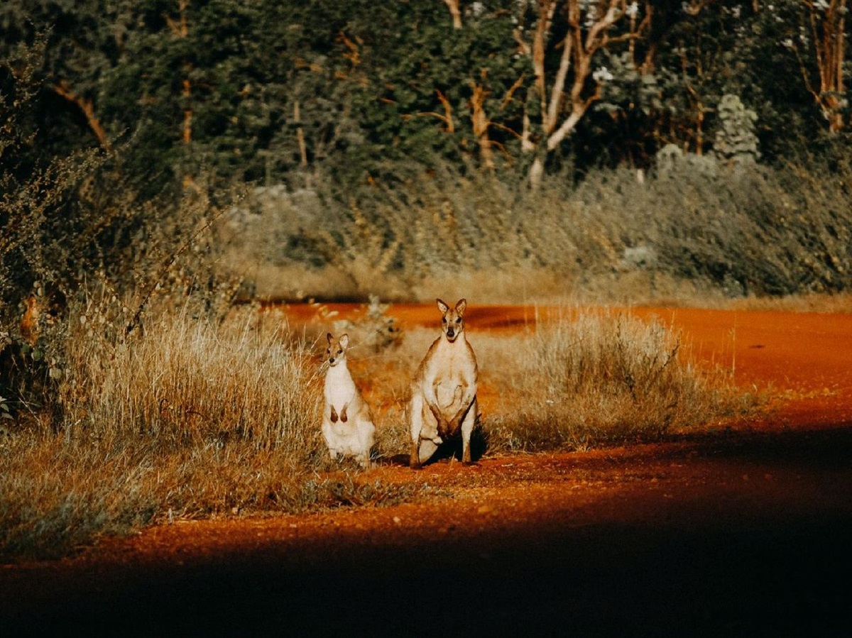 Wallabies near the Bullo River Station Northern Territory Australia