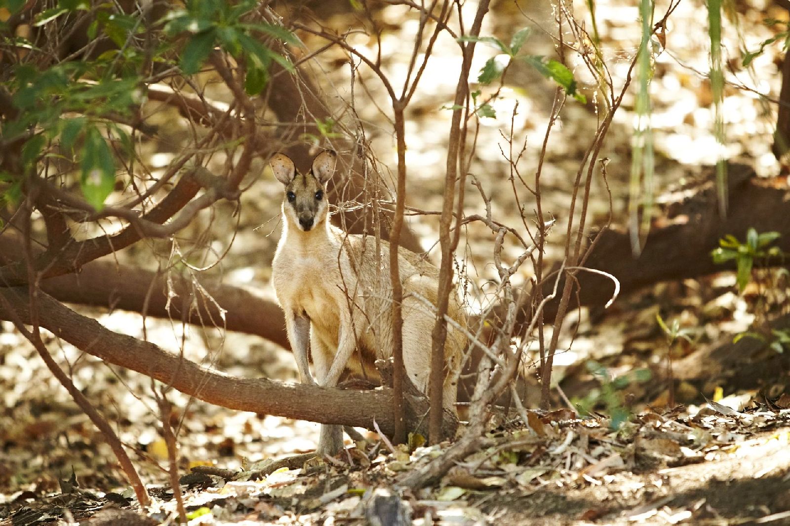 Wallaby in the bush near the Bullo River Station in Australia