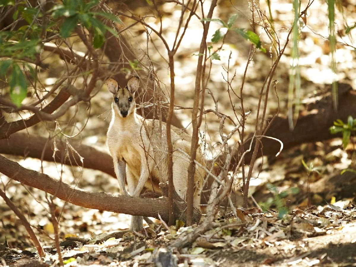 Wallaby in the bush near the Bullo River Station in Australia