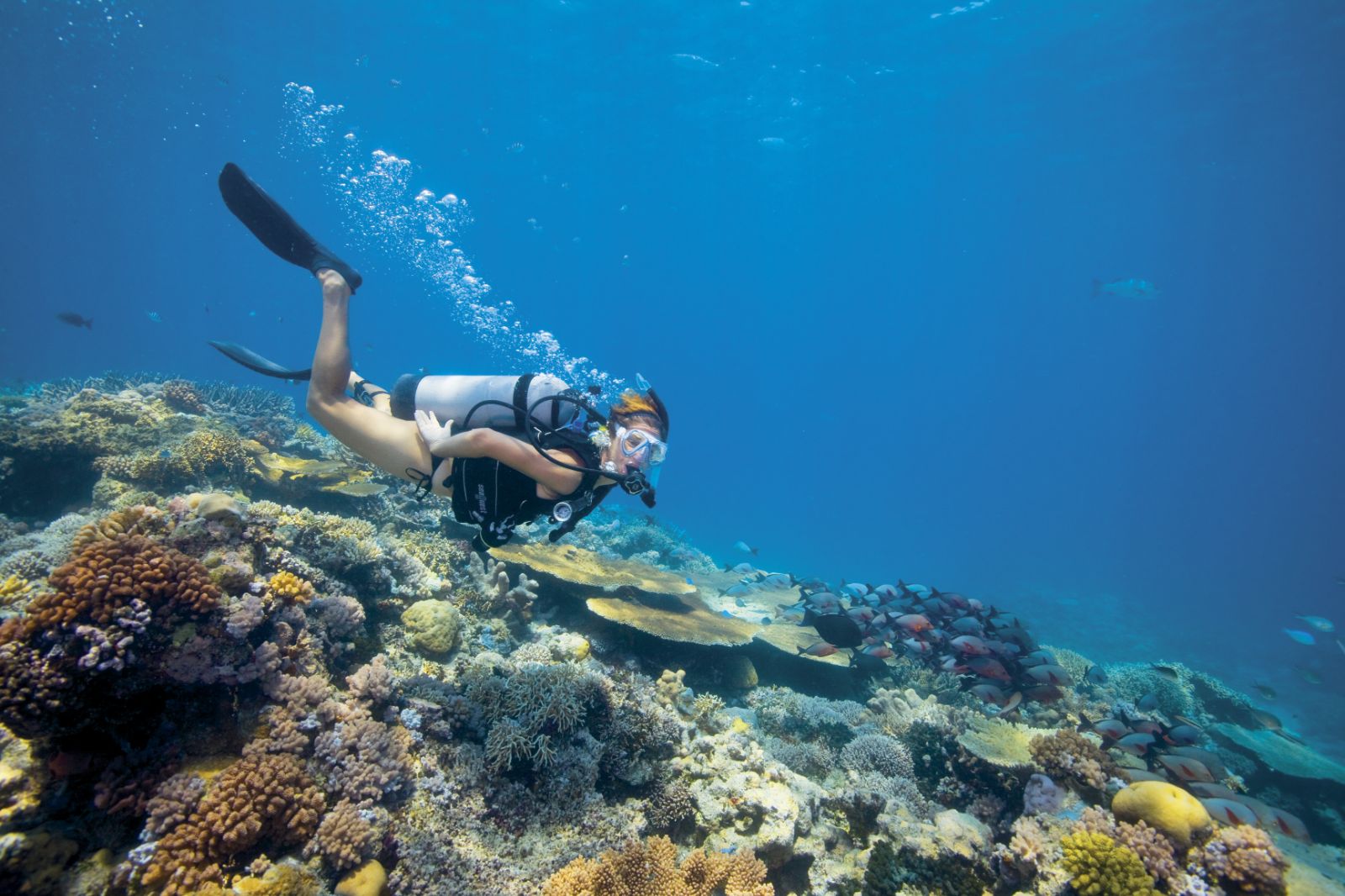 Scuba diving at Lizard Island, Australia