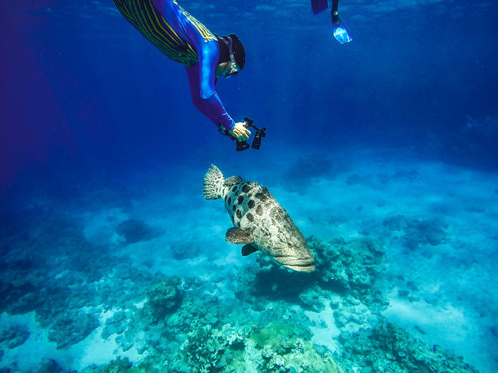 Snorkelling excursion from the Lizard Island Resort on Australia's Great Barrier Reef
