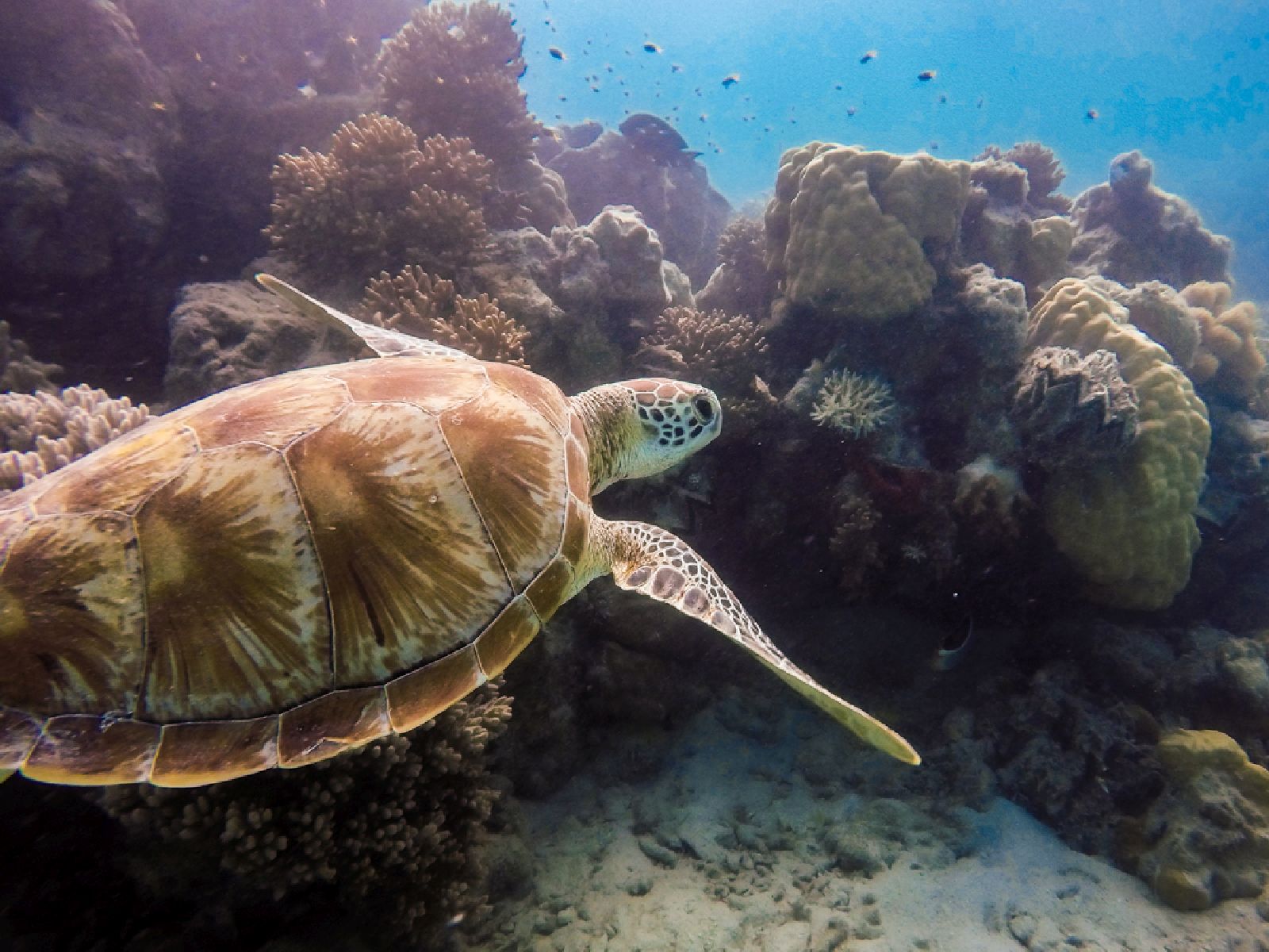 Sea turtle seen in the waters near Lizard Island Resort on Australia's Great Barrier Reef