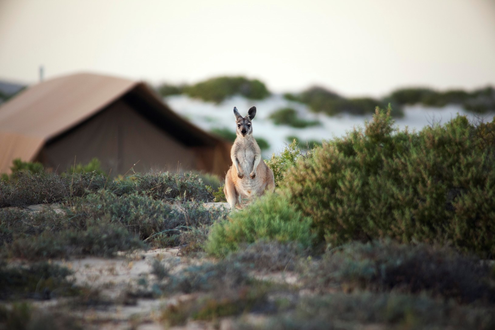 Kangaroo at Sal Salis
