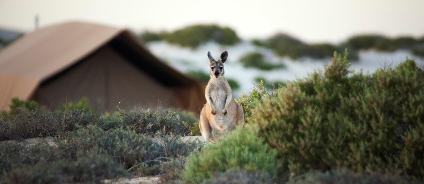 Kangaroo at Sal Salis