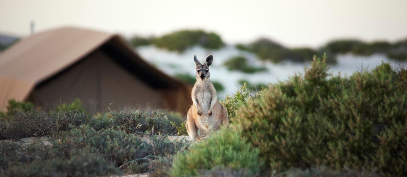 Kangaroo at Sal Salis
