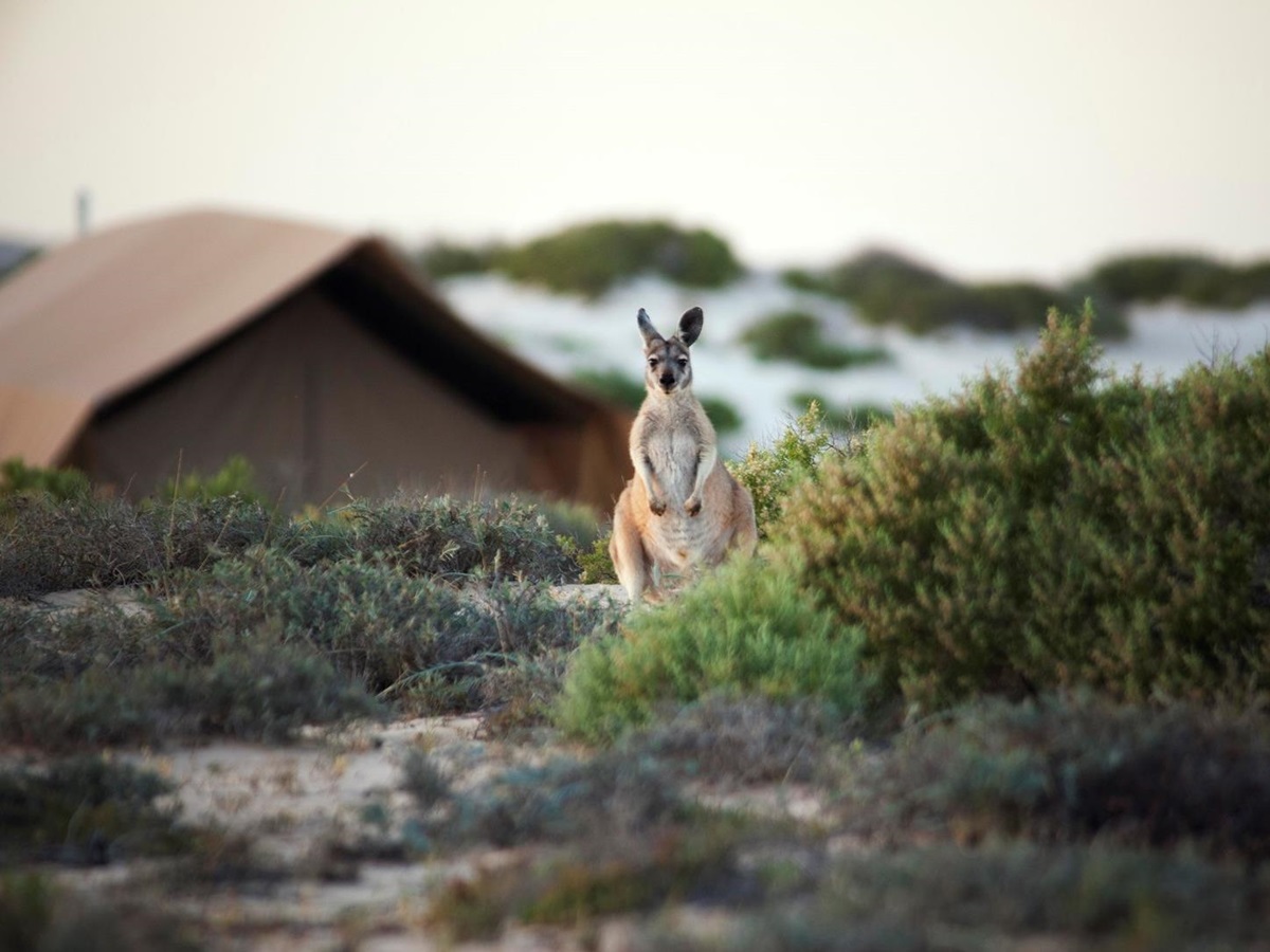 Kangaroo at Sal Salis