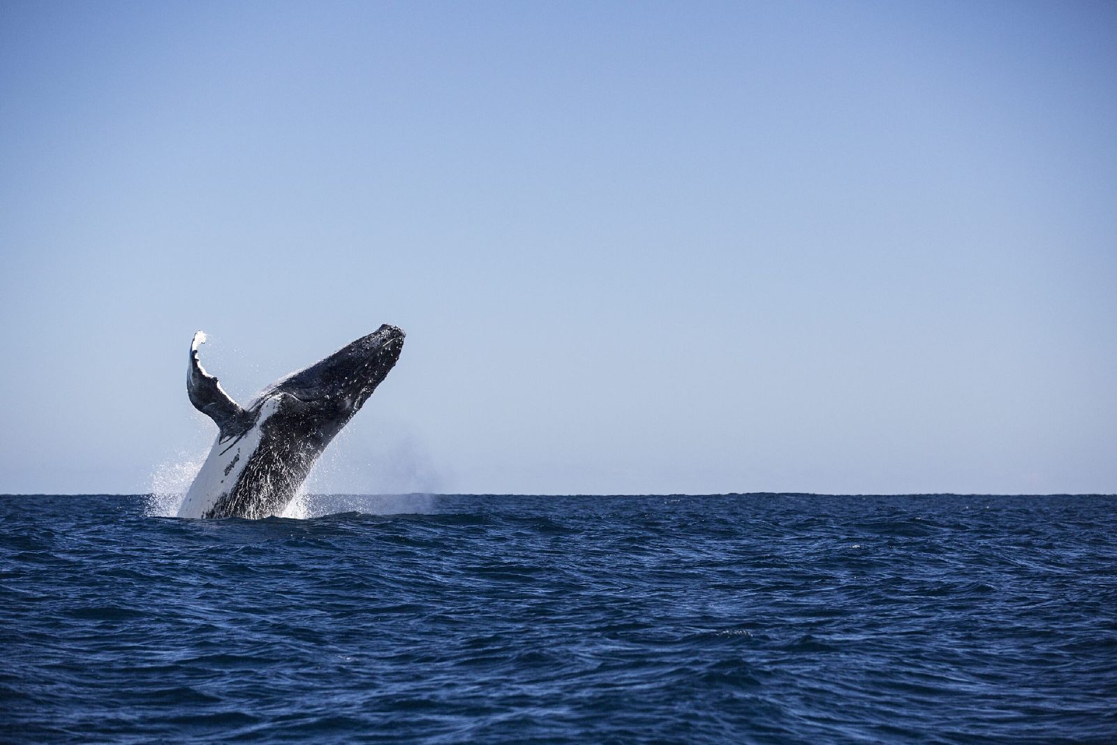 Humpback whale seen from Sal Salis luxury camp in Western Australia
