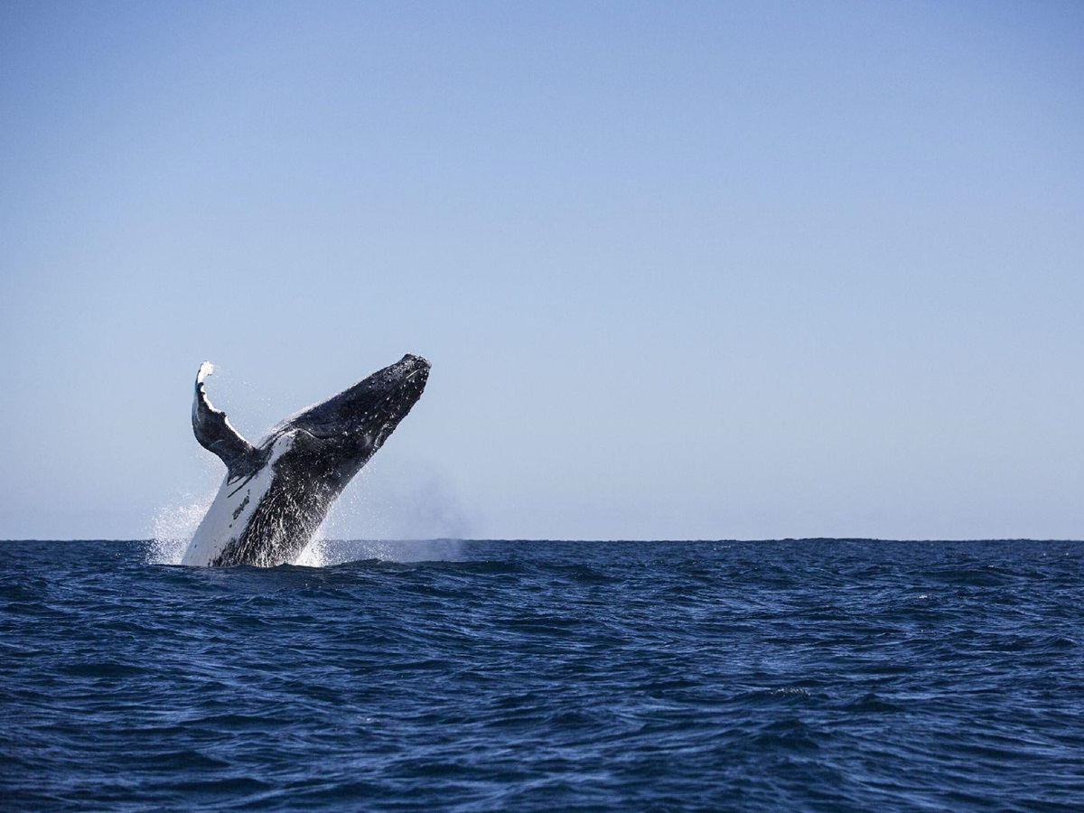 Humpback whale seen from Sal Salis luxury camp in Western Australia