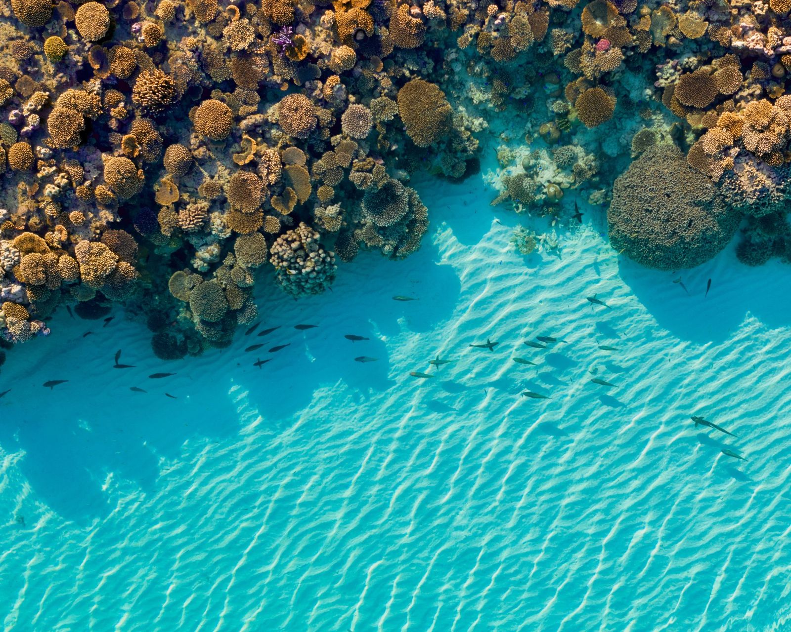 Aerial view of coral reef at Sal Salis, Ningaloo Reef, Western Australia