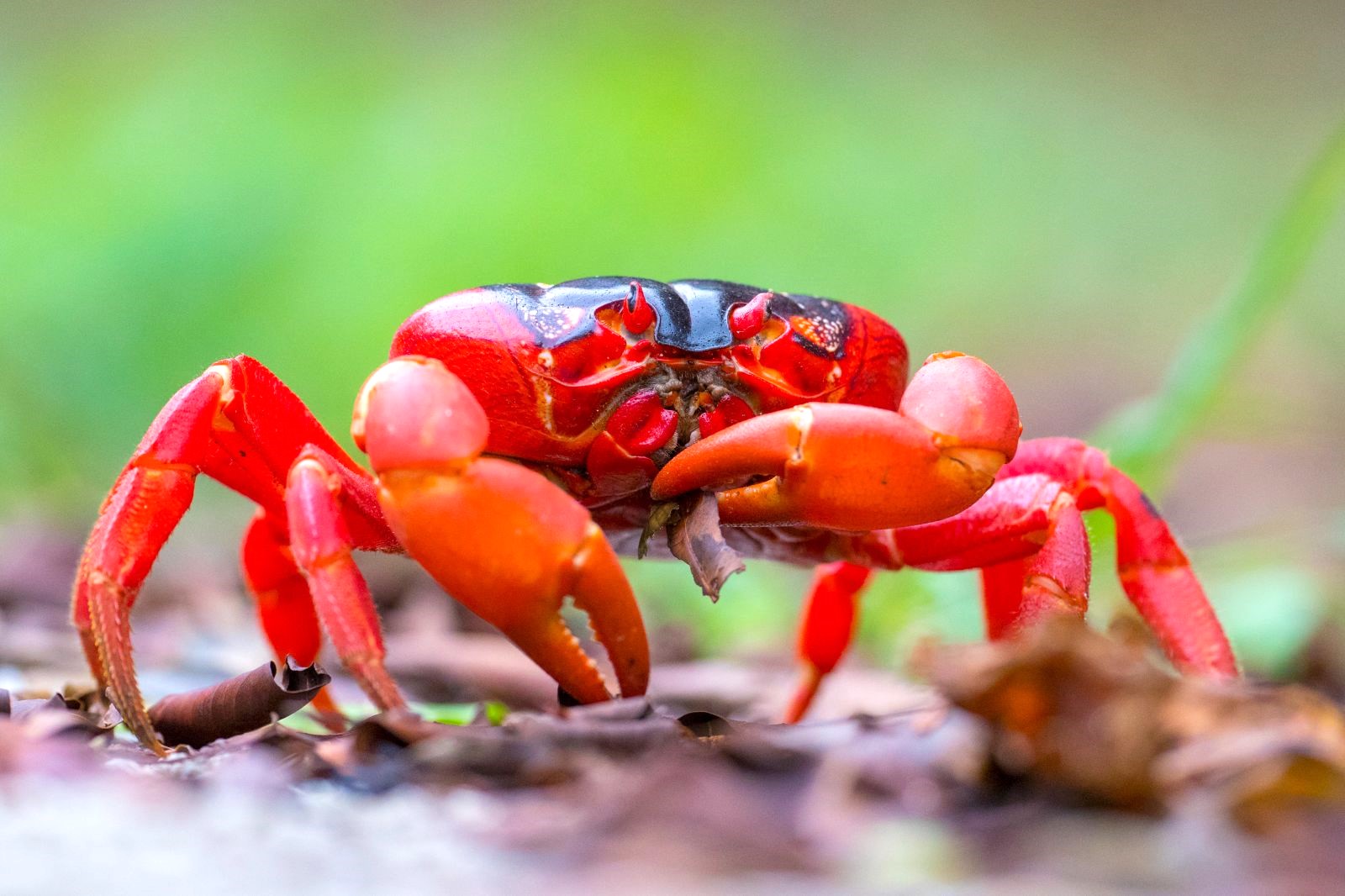 A red crab on Christmas Island