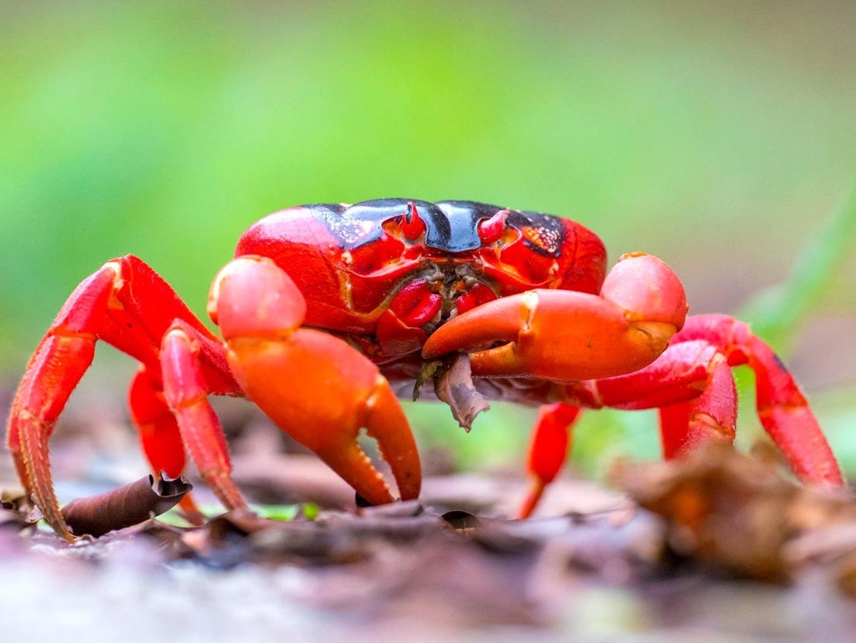 A red crab on Christmas Island