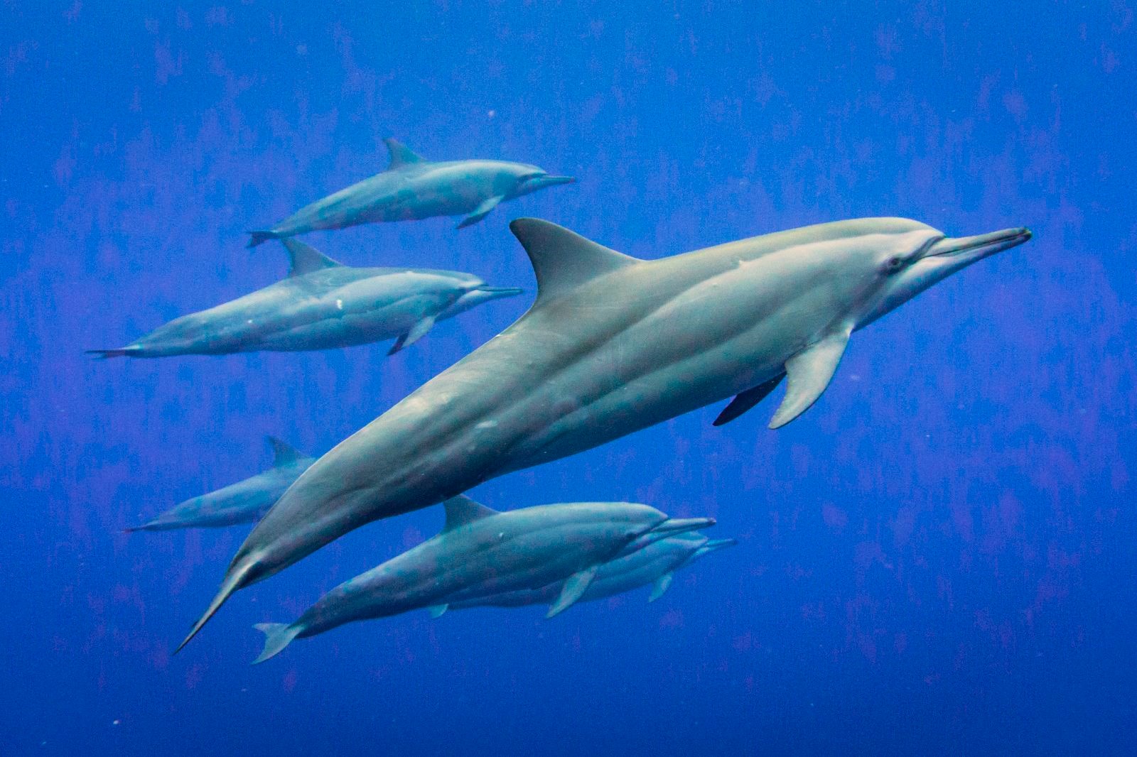 Dolphins on Christmas Island