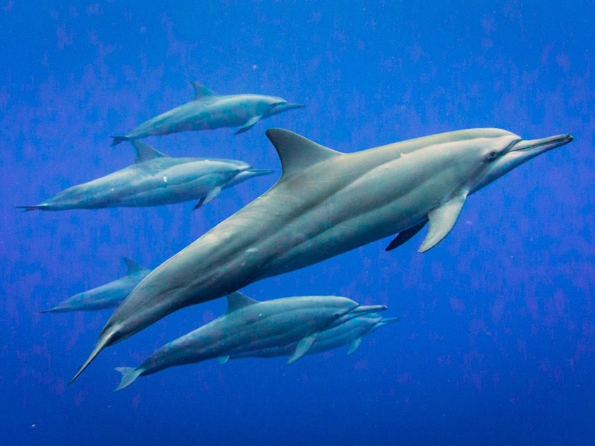 Dolphins on Christmas Island