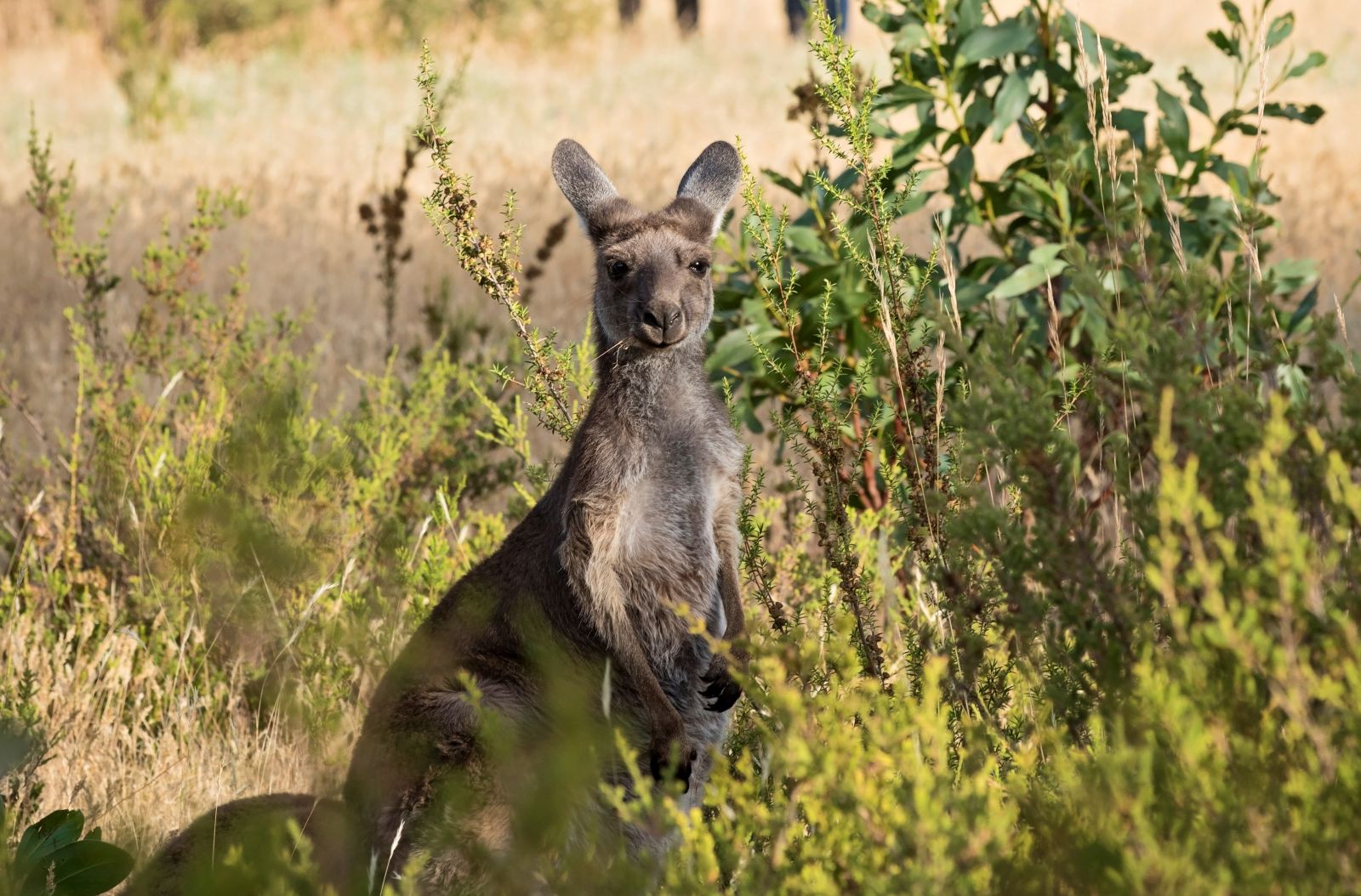A kangaroo peeking out from amongst the outback bush
