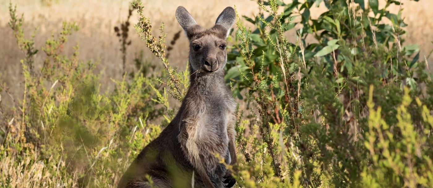 A kangaroo peeking out from amongst the outback bush