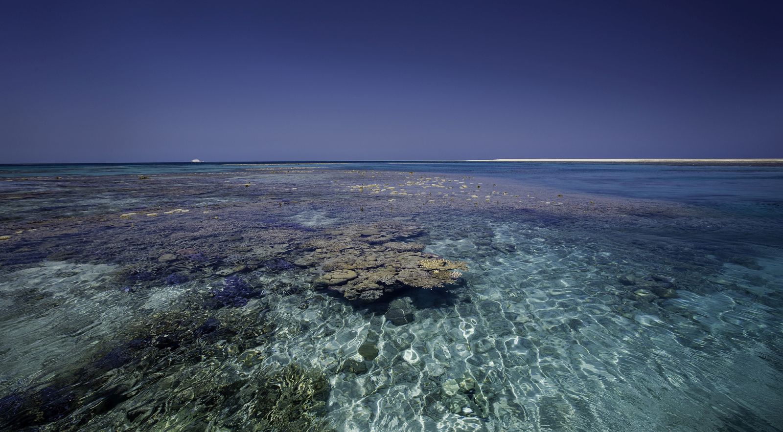 Coral on the True North Atoll Cruise