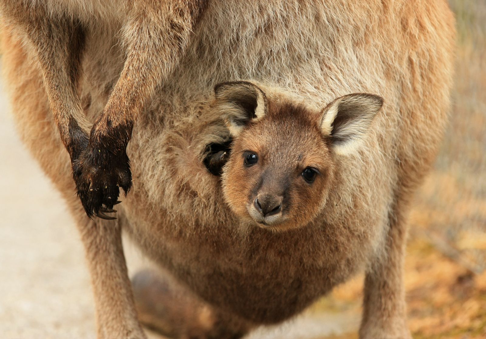Joey in kangaroo pouch Australia