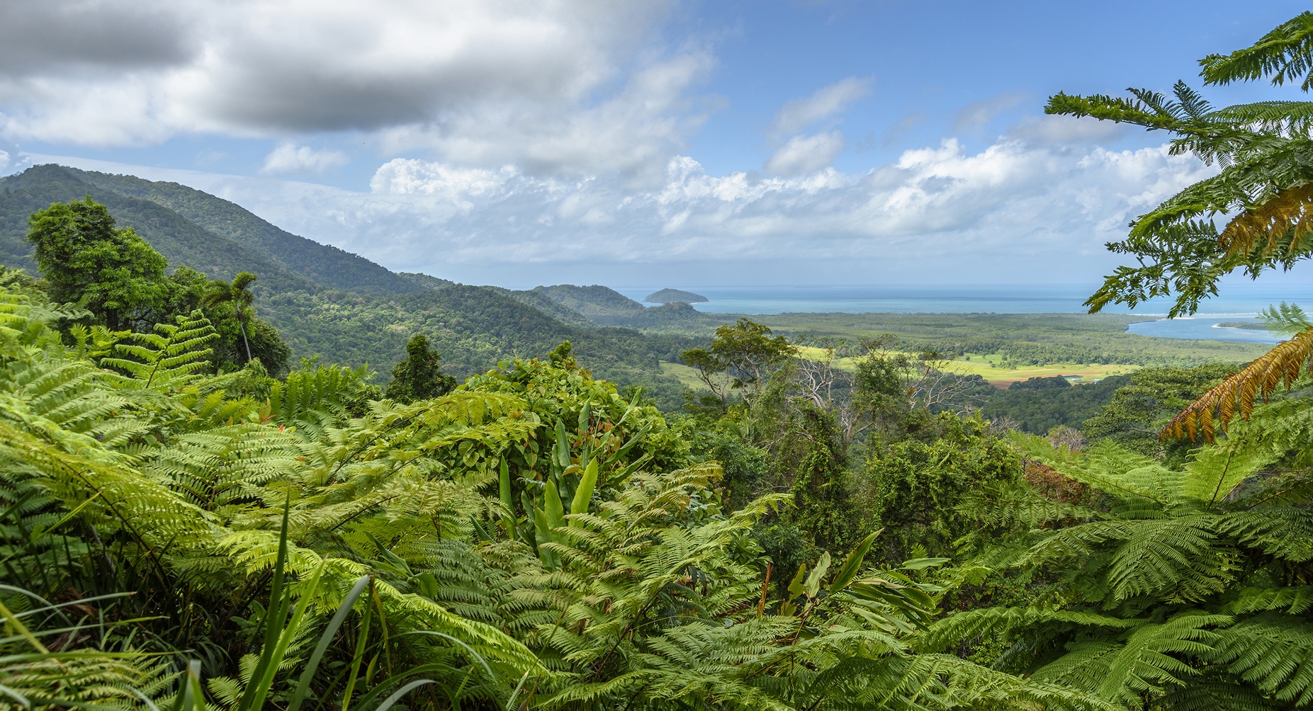 Daintree in Australia