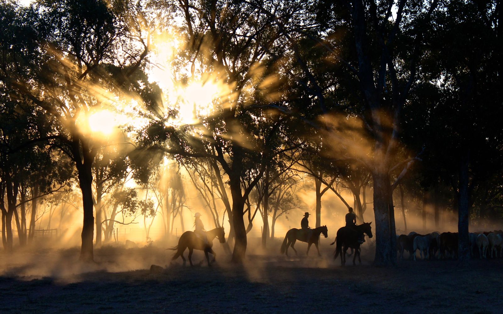 Forrester station with horses in sunshine