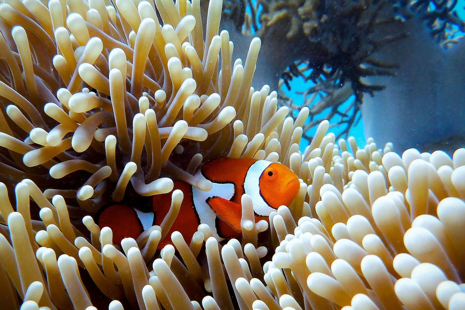 Colourful fish in the Great Barrier Reef, Australia