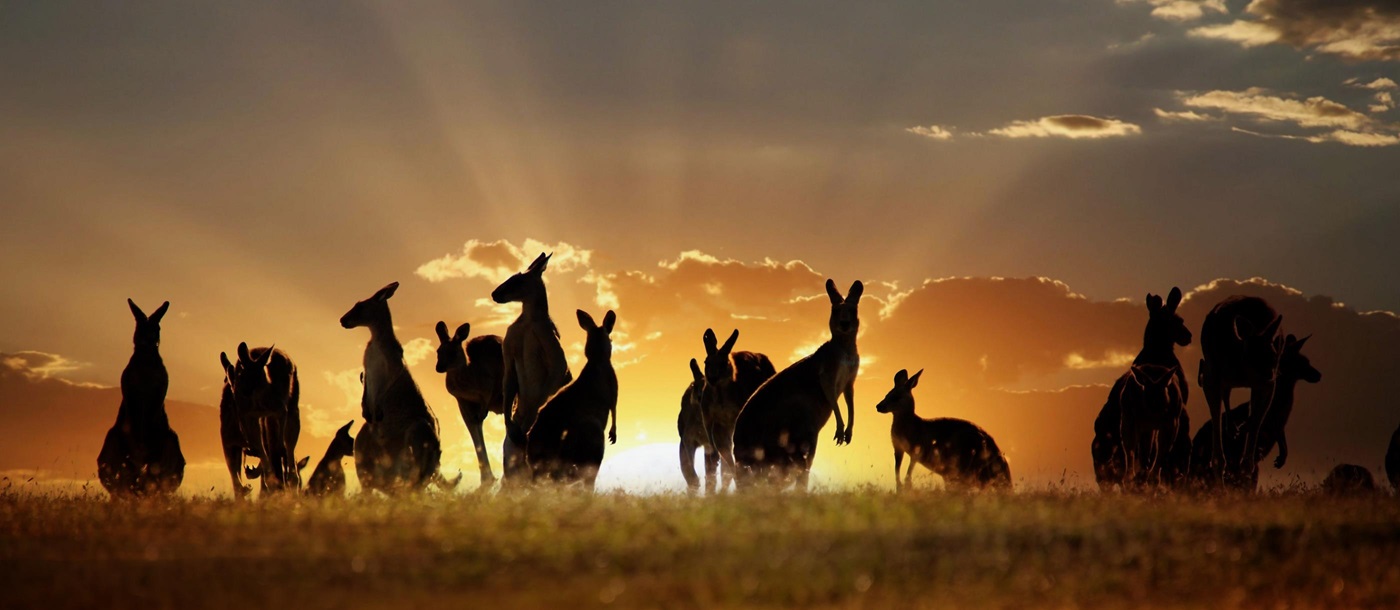 A troop of Kangaroos in Australia