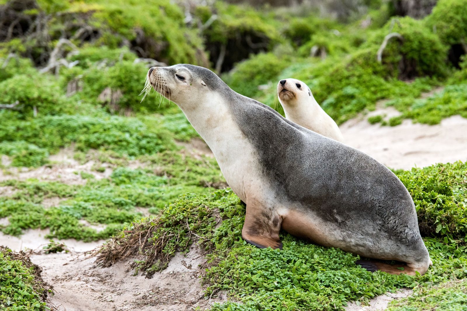 Sea lions at Kangaroo Island, Australia