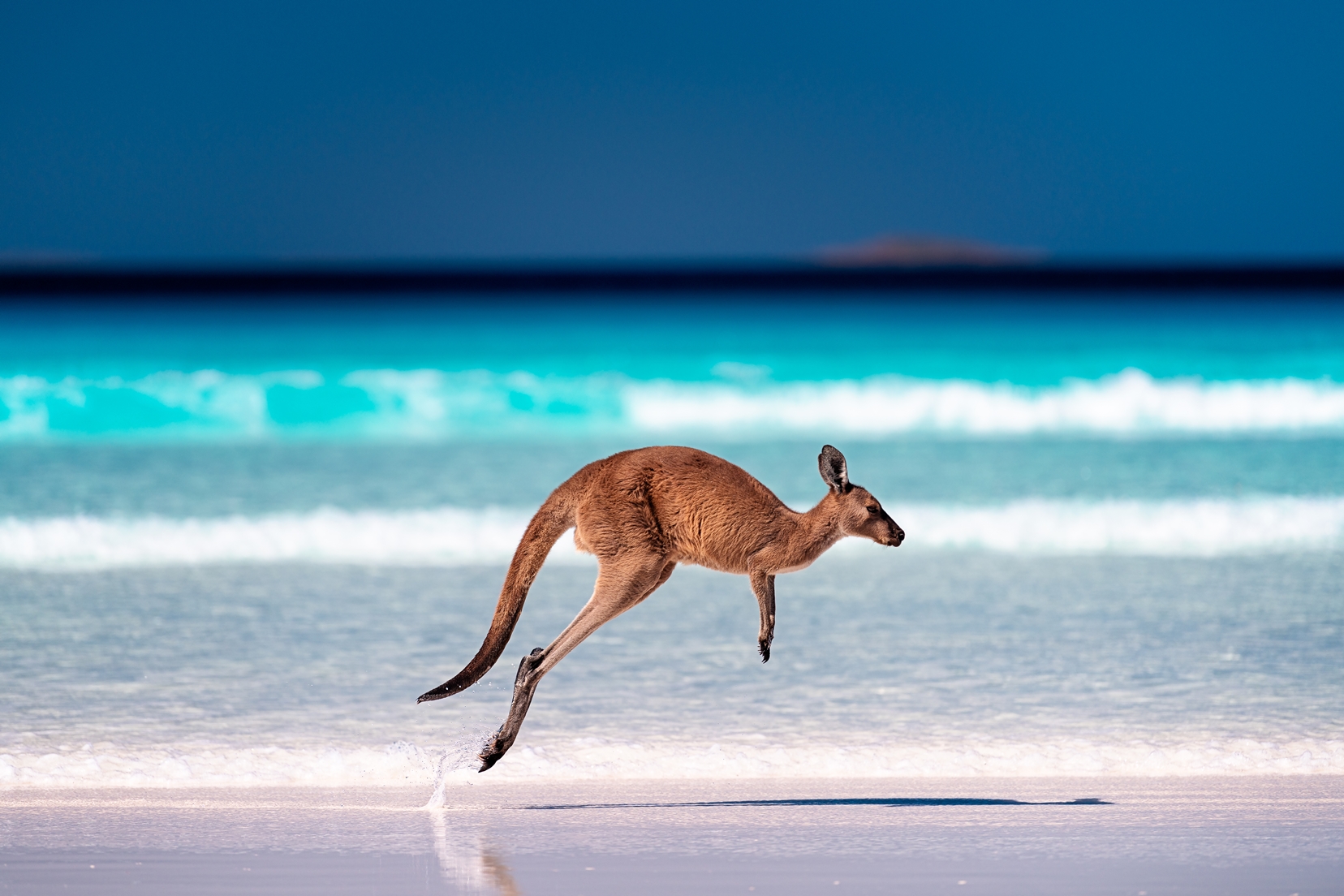 Kangaroo in beach-Australia