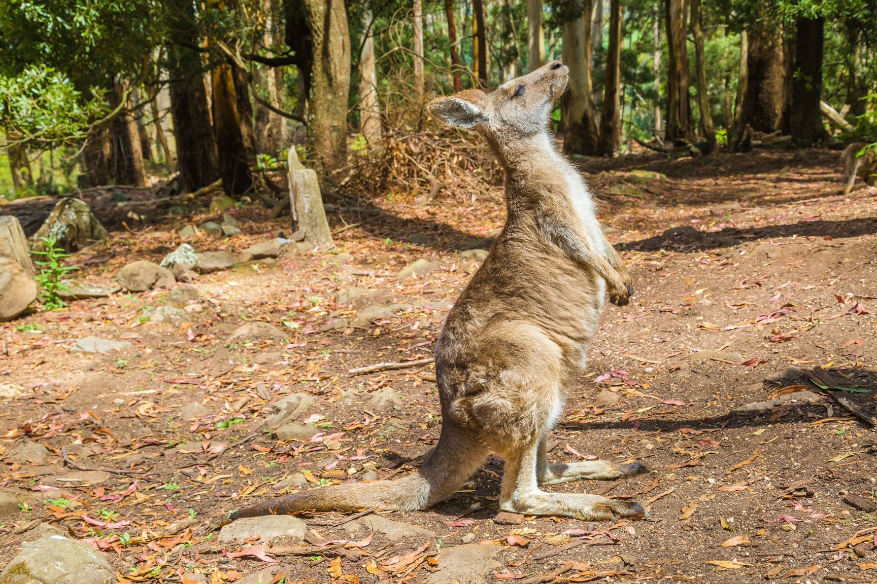 A kangaroo in Trowunna Wildlife Park