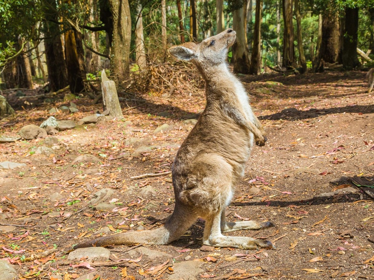 A kangaroo in Trowunna Wildlife Park