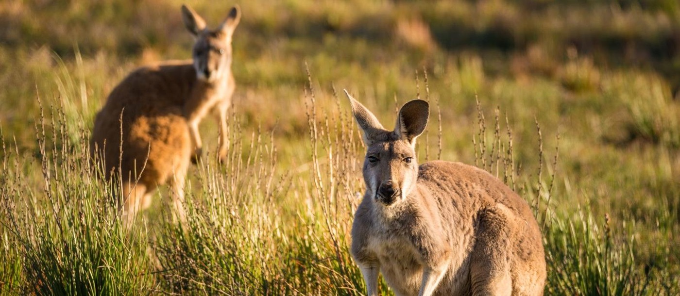Kangaroos in a field in Australia