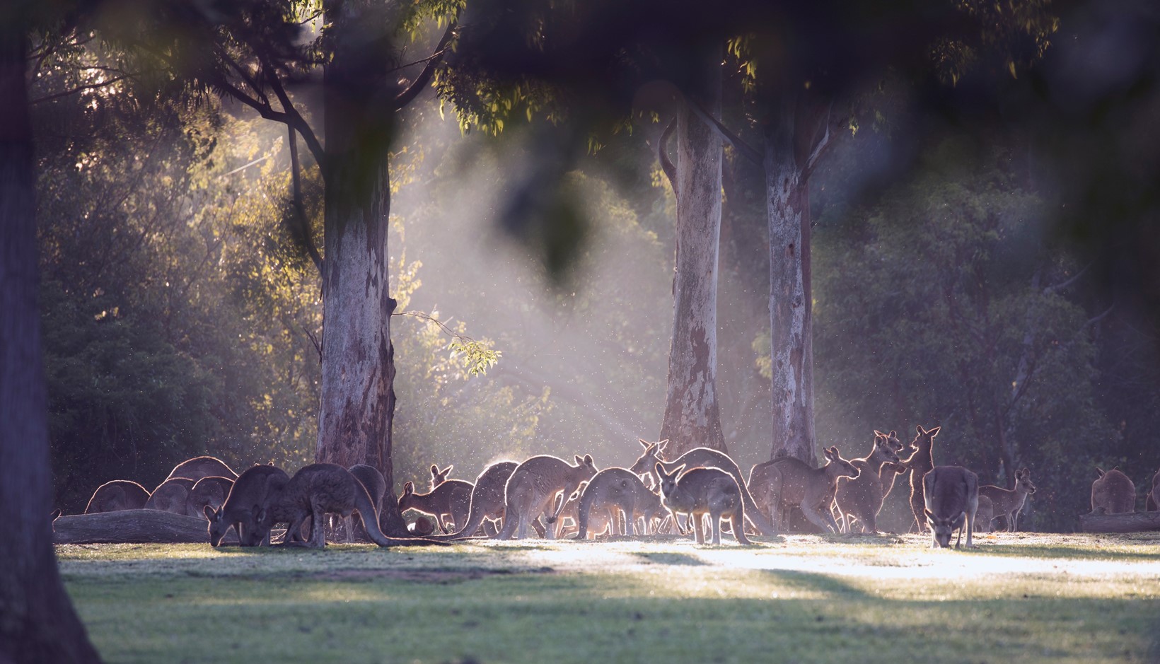 Kangaroos at the Lone Pines Koala Sanctuary
