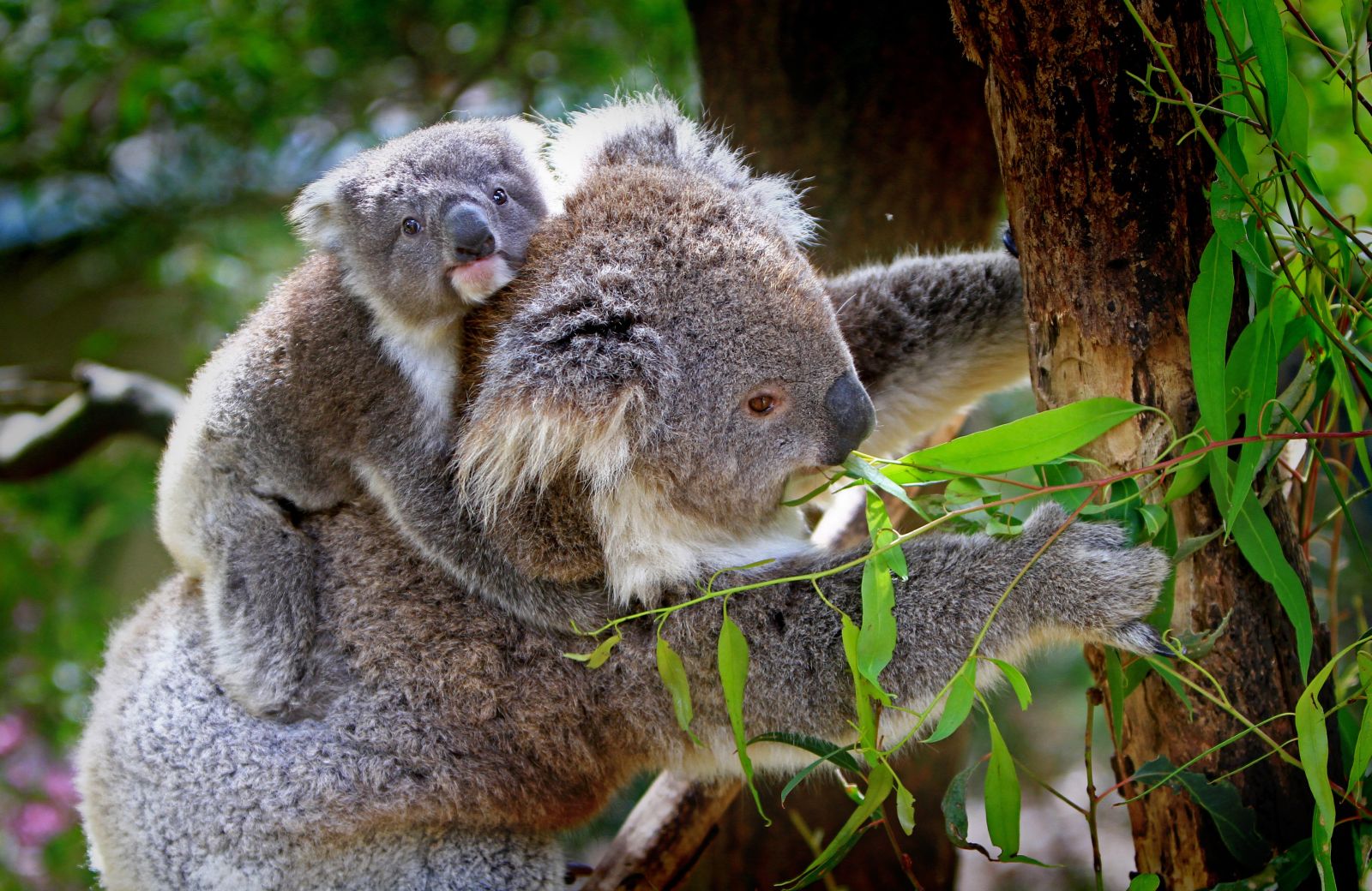 Mother and baby koala in a tree in Australia
