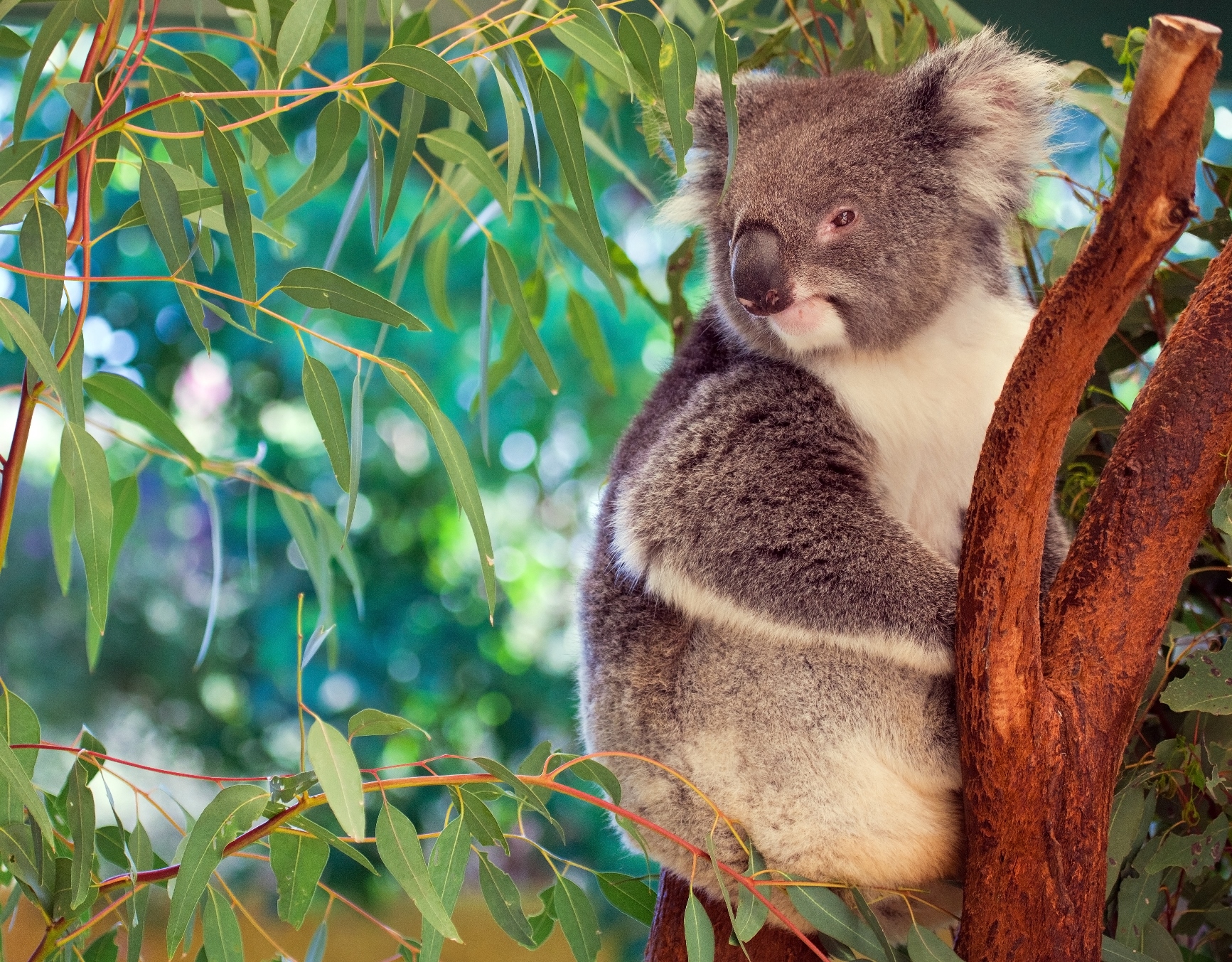 A koala in Australia