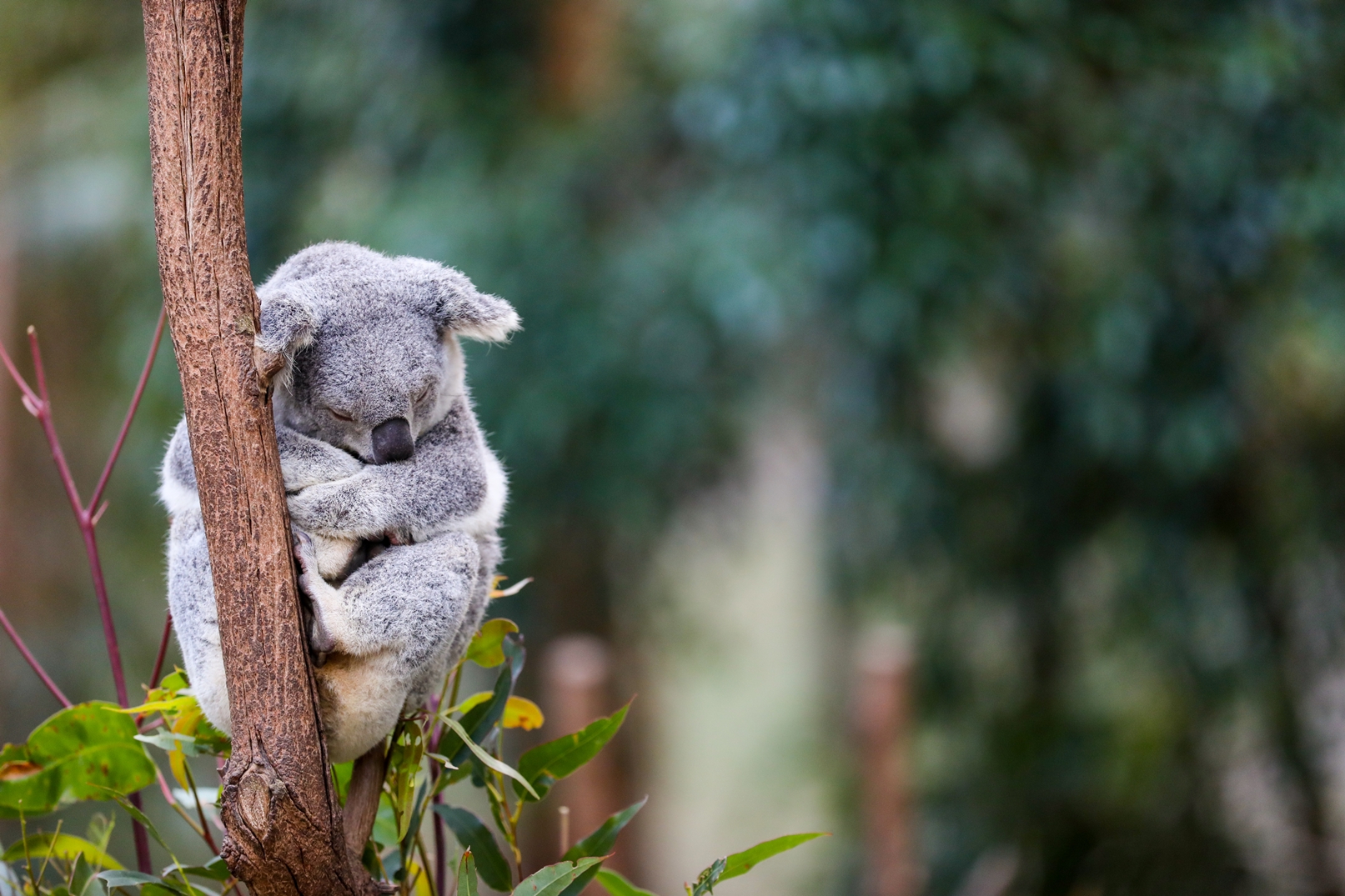 Koala sleeping