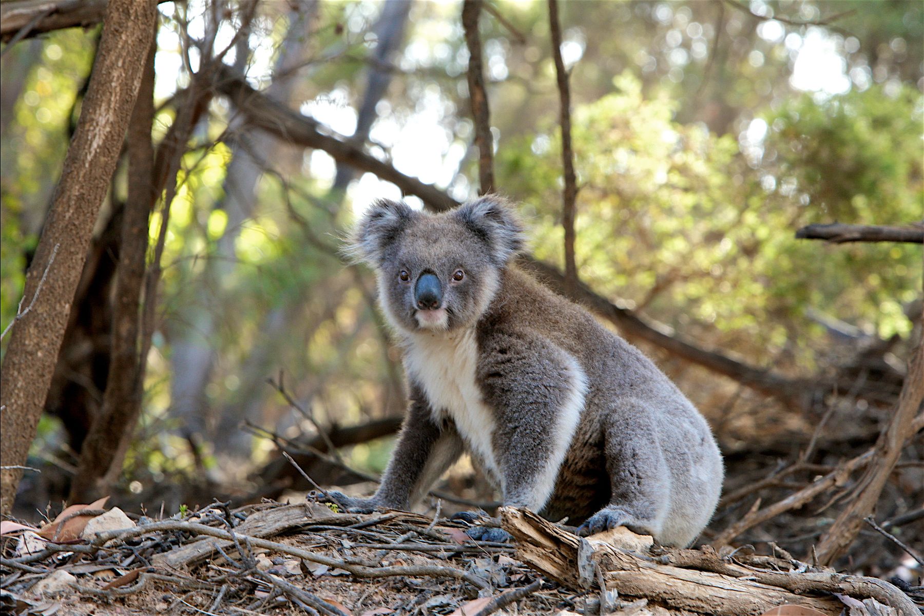 A koala on the ground of a eucalyptus forest in Australia
