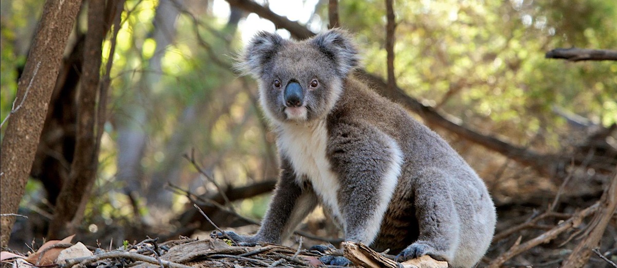A koala on the ground of a eucalyptus forest in Australia