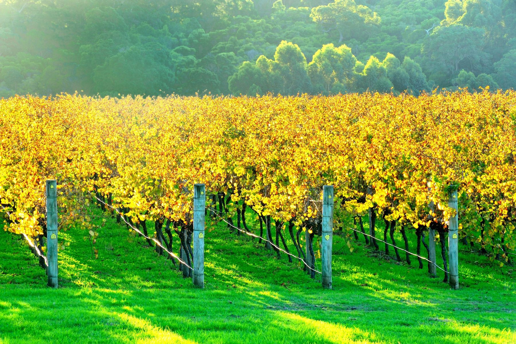 Vineyard at Margaret River in Australia