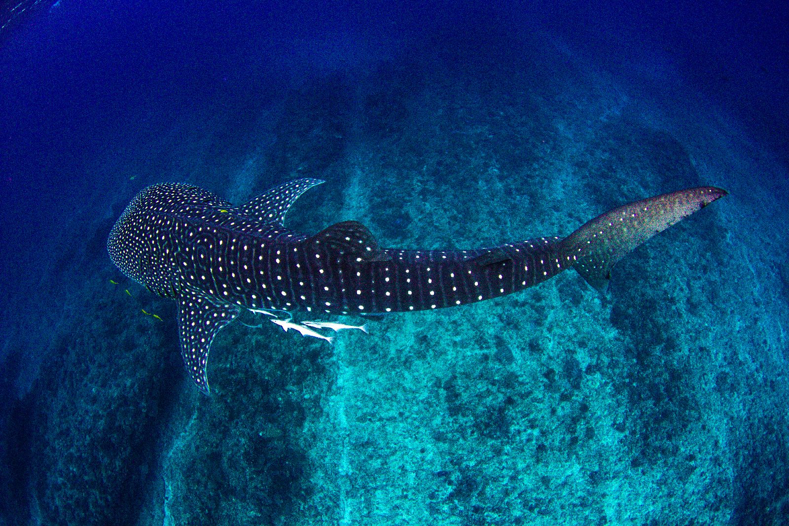 A whale shark in Australia's Ningaloo Reef seen from above