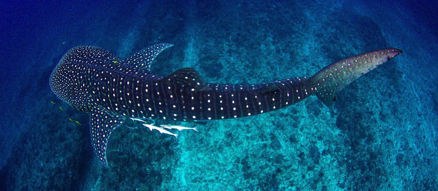 A whale shark in Australia's Ningaloo Reef seen from above
