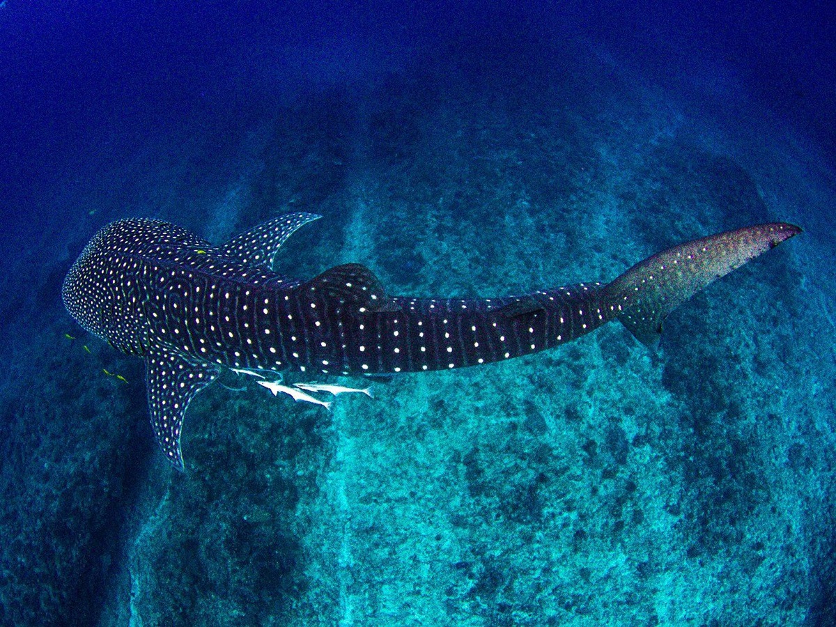 A whale shark in Australia's Ningaloo Reef seen from above