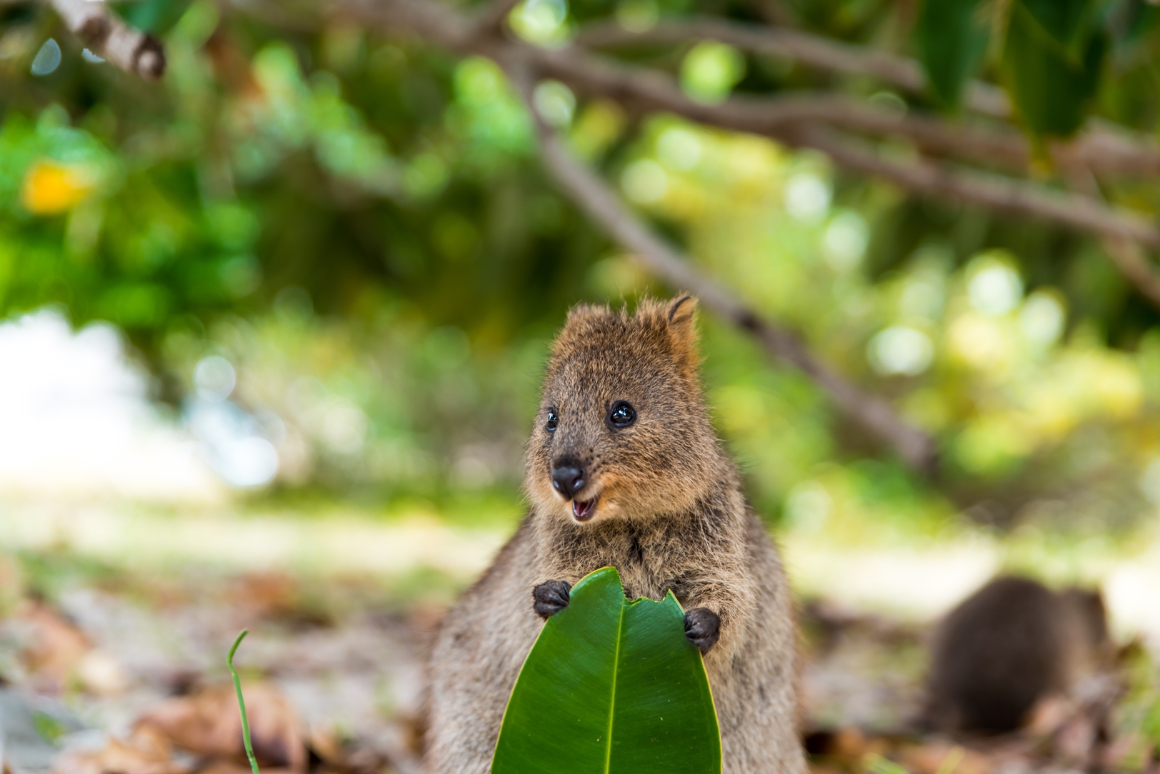 Quokka in Western Australia