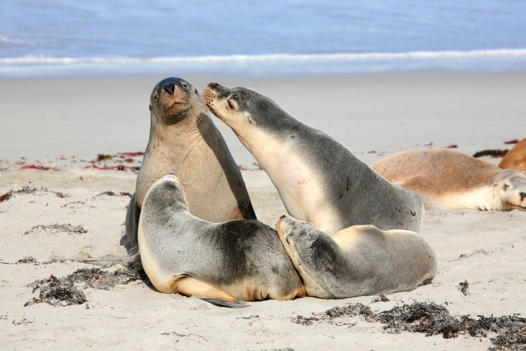 Seal Bay on Kangaroo Island