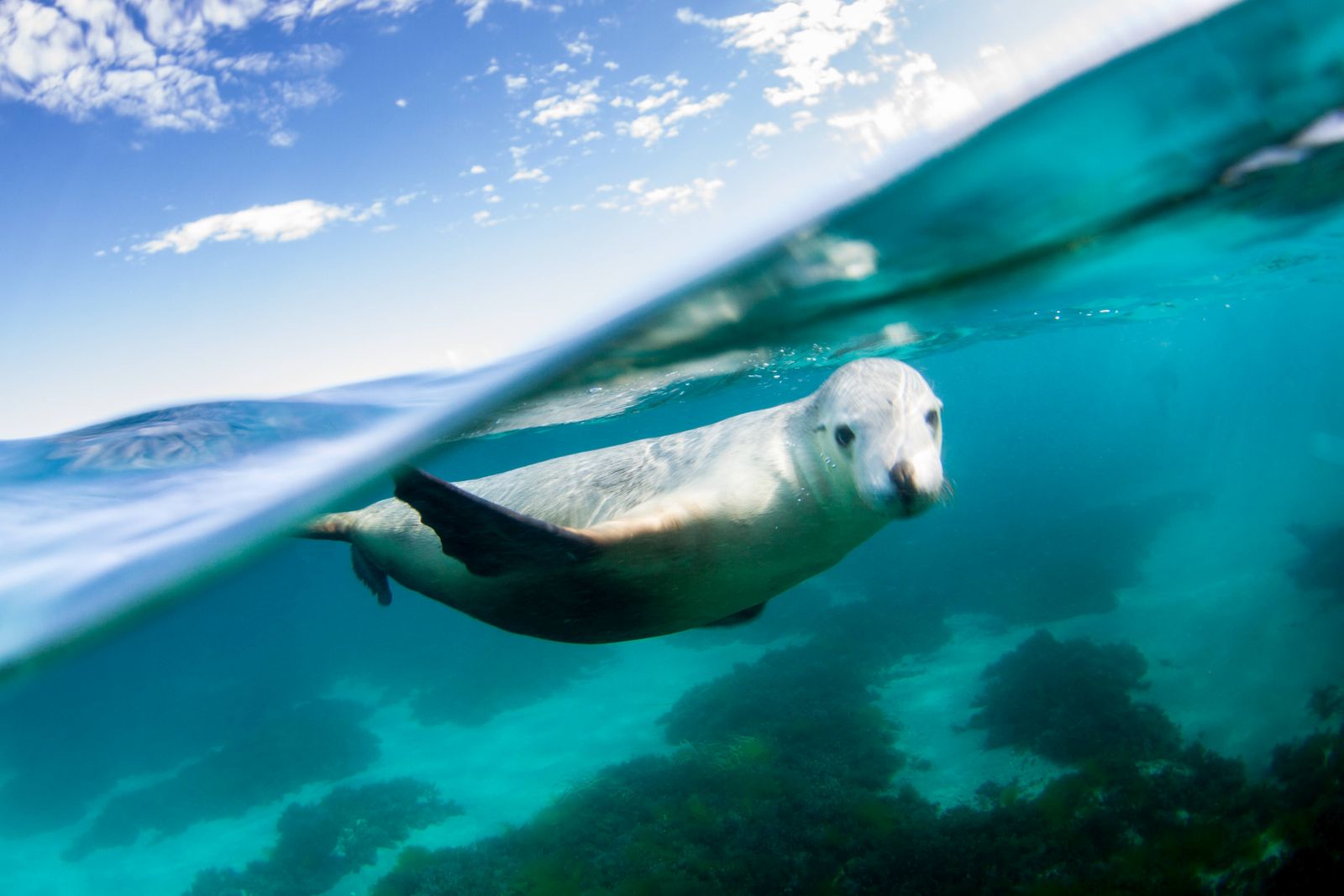 A sea lion swimming underwater in the Eyre Peninsula, South Australia