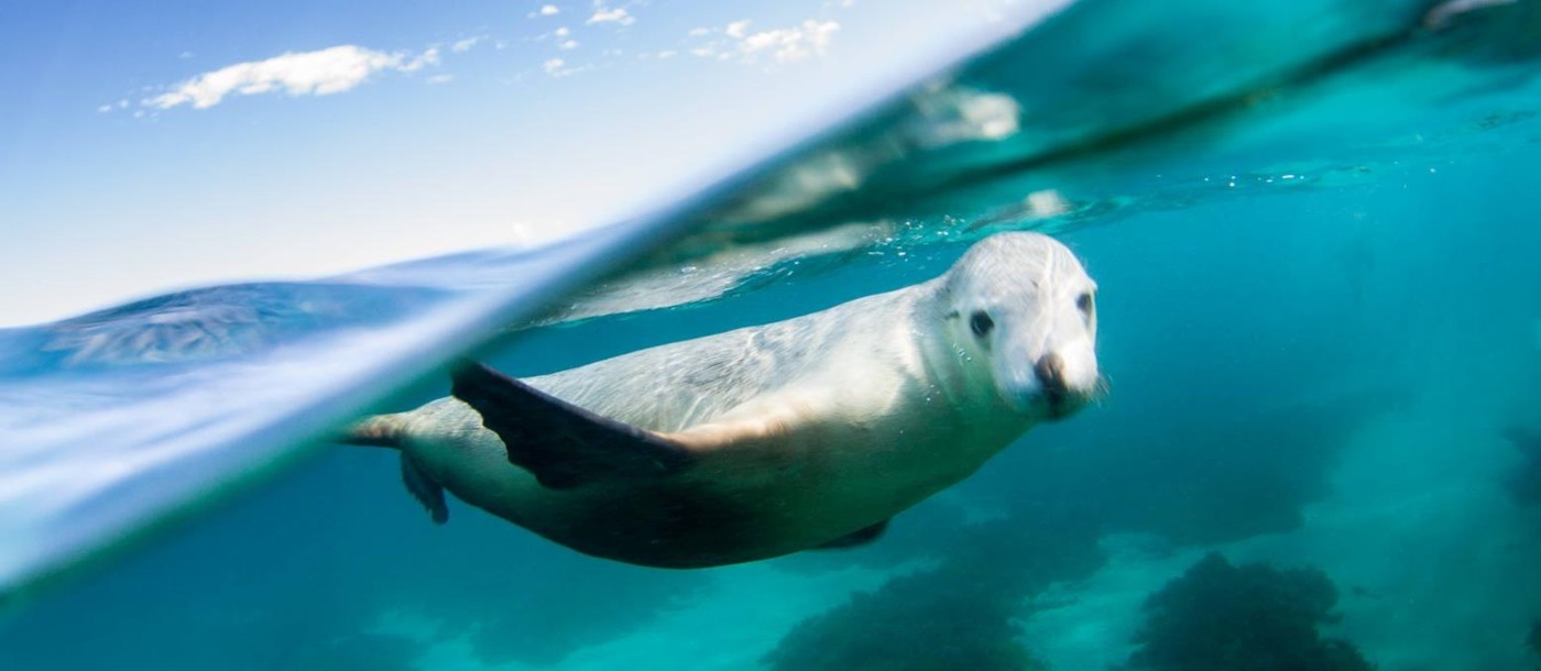 A sealion swimming underwater in the Eyre Peninusla South Australia